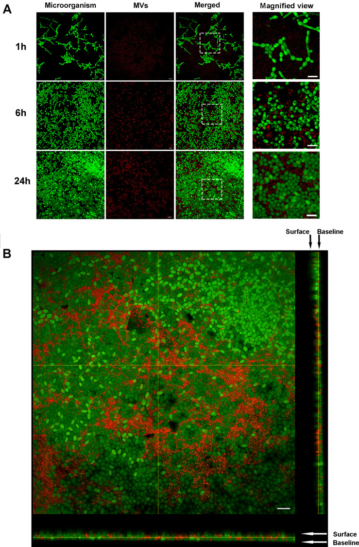 FIGURE 4