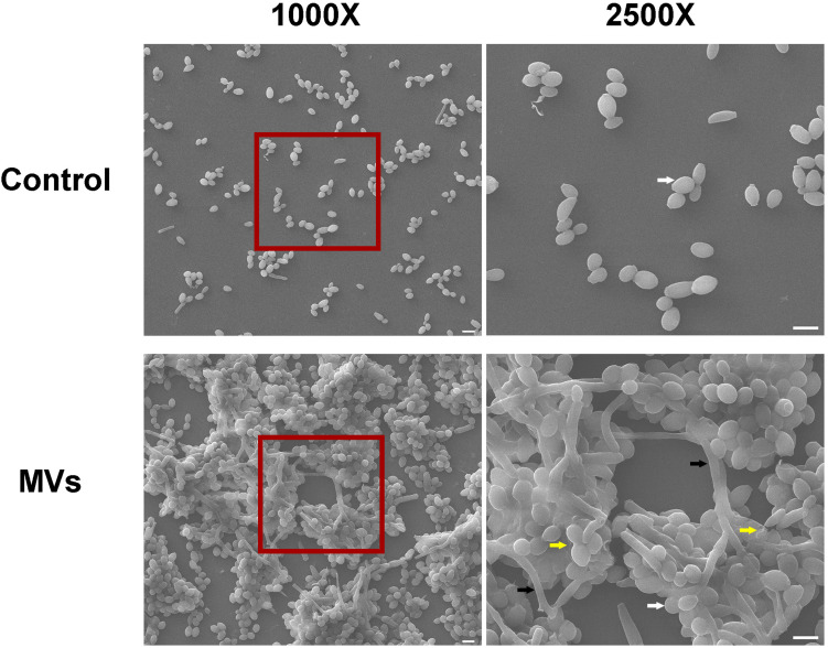 FIGURE 3