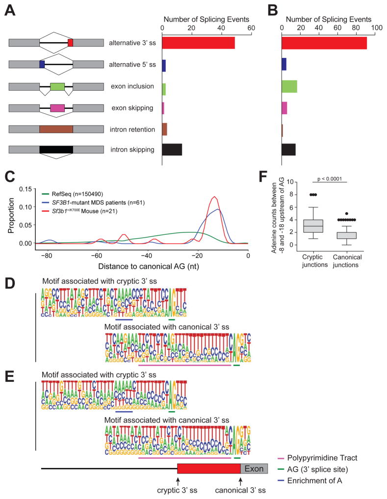 Physiologic expression of SF3B1K700E causes impaired erythropoiesis ...