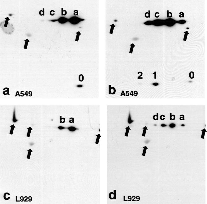 Fig 8.