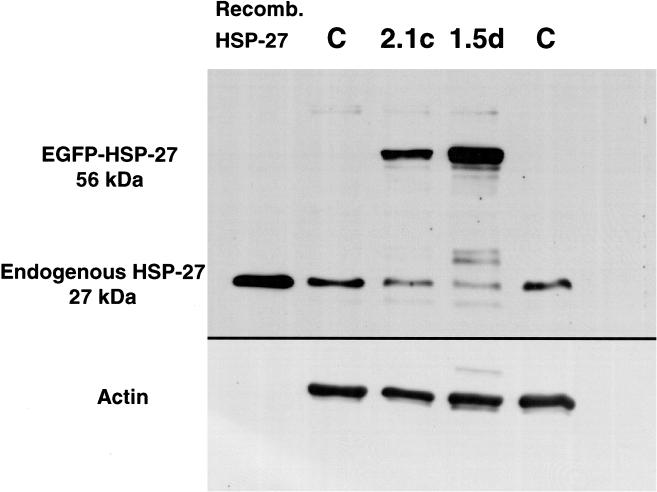 Fig 2.