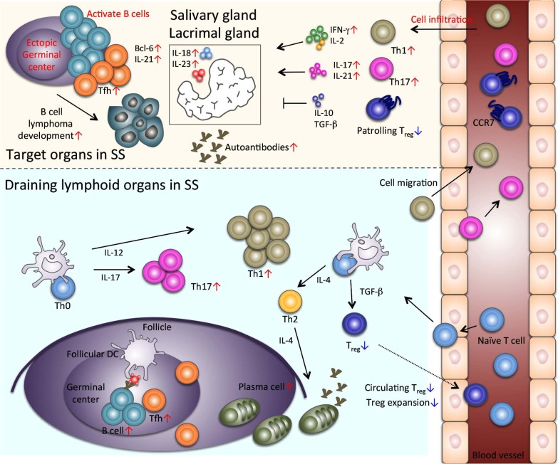 Fig. (1)