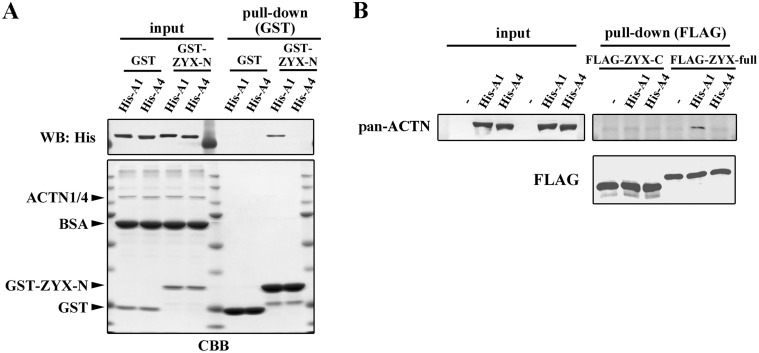 Fig 5