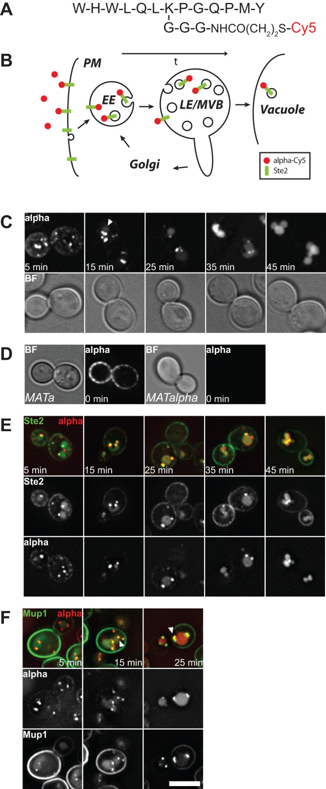 FIGURE 1: