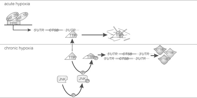 FIG 8