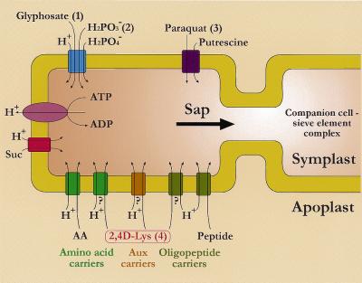 Figure 12