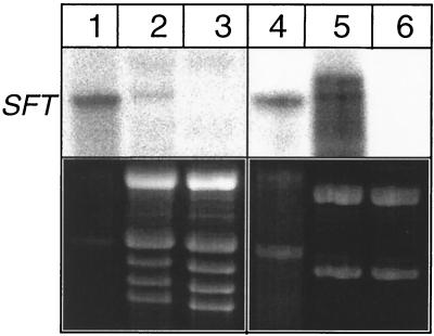 FIG. 5