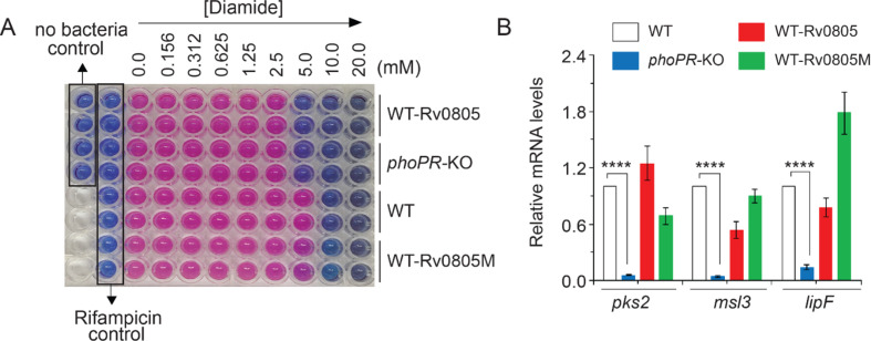 Figure 4—figure supplement 1.