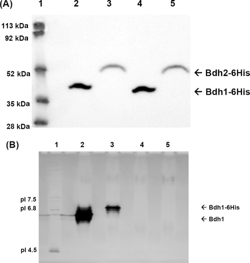 FIG. 8.