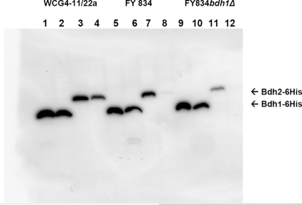 FIG. 7.