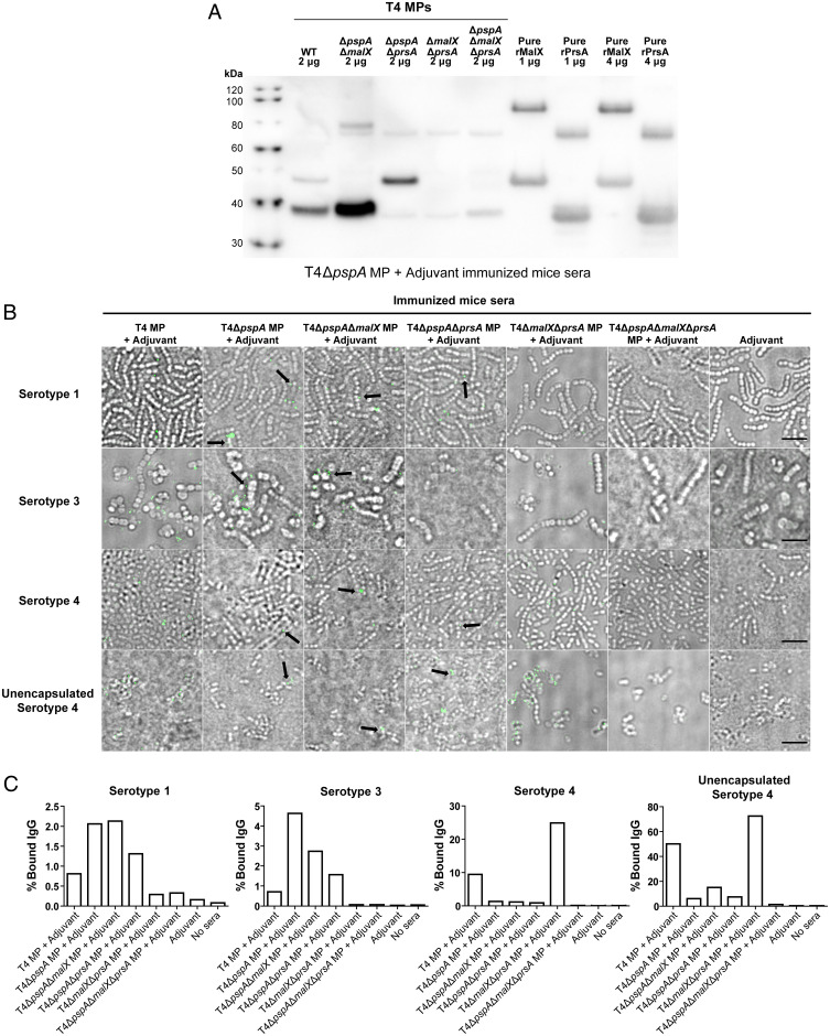 Fig. 5.