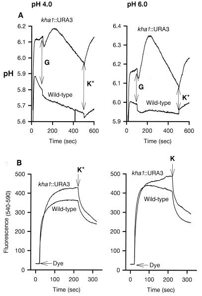 FIG. 6