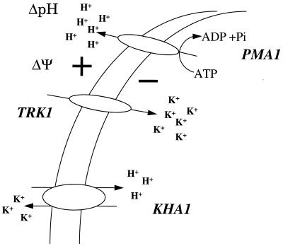 FIG. 7