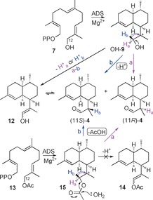 Scheme 3