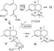 Scheme 5