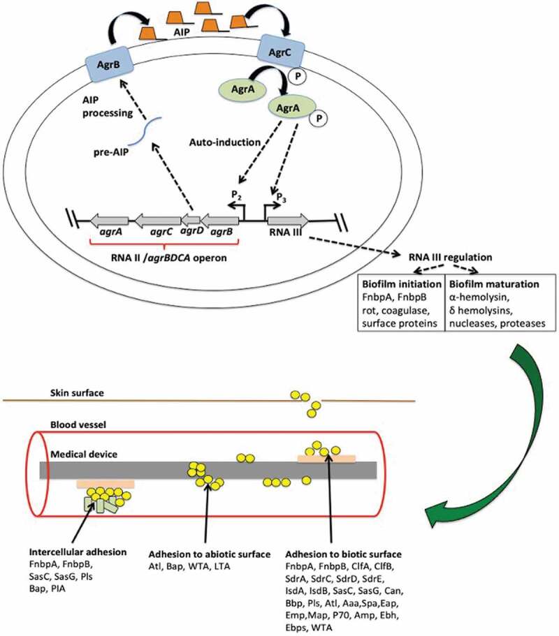 Figure 2.
