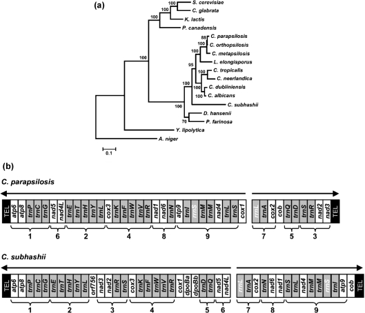 Fig. 2.