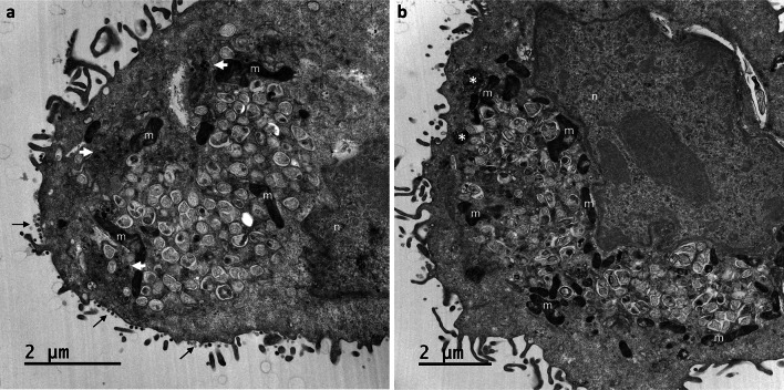 Fig. 9