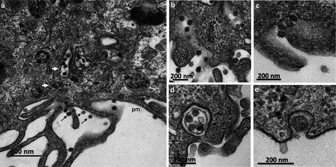 Fig. 5