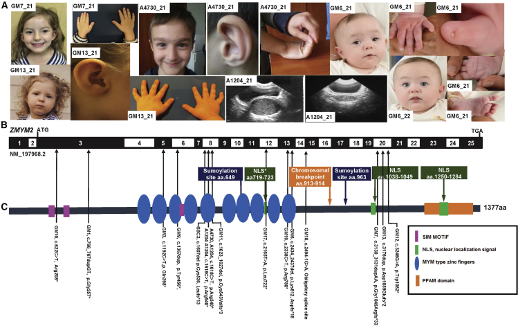 Figure 1