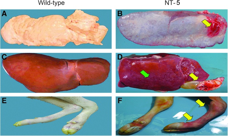 FIG. 6.