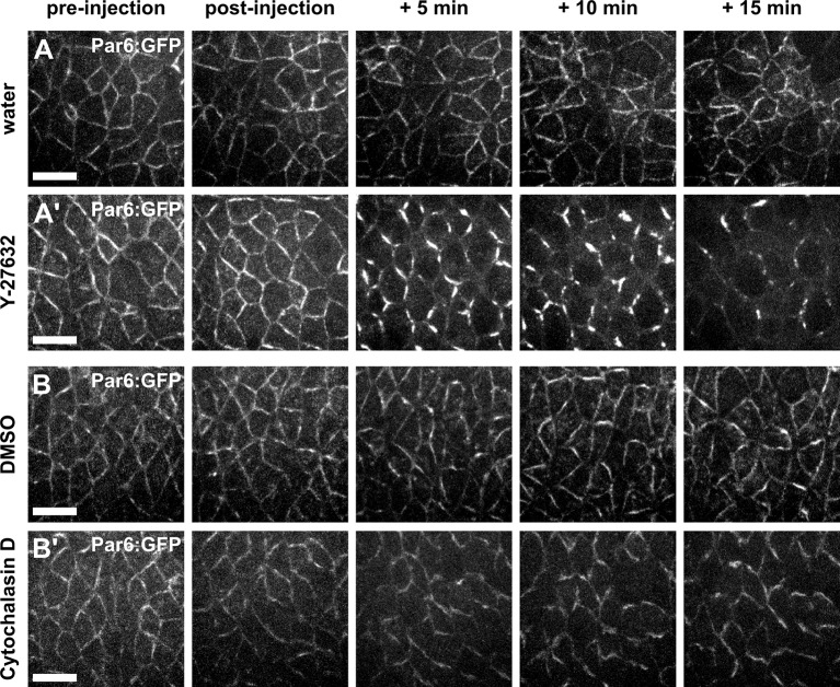 Figure 1—figure supplement 4.