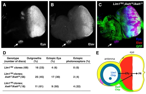 Fig. 7.