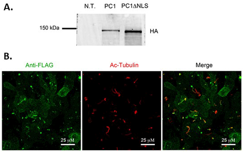 Figure 6: