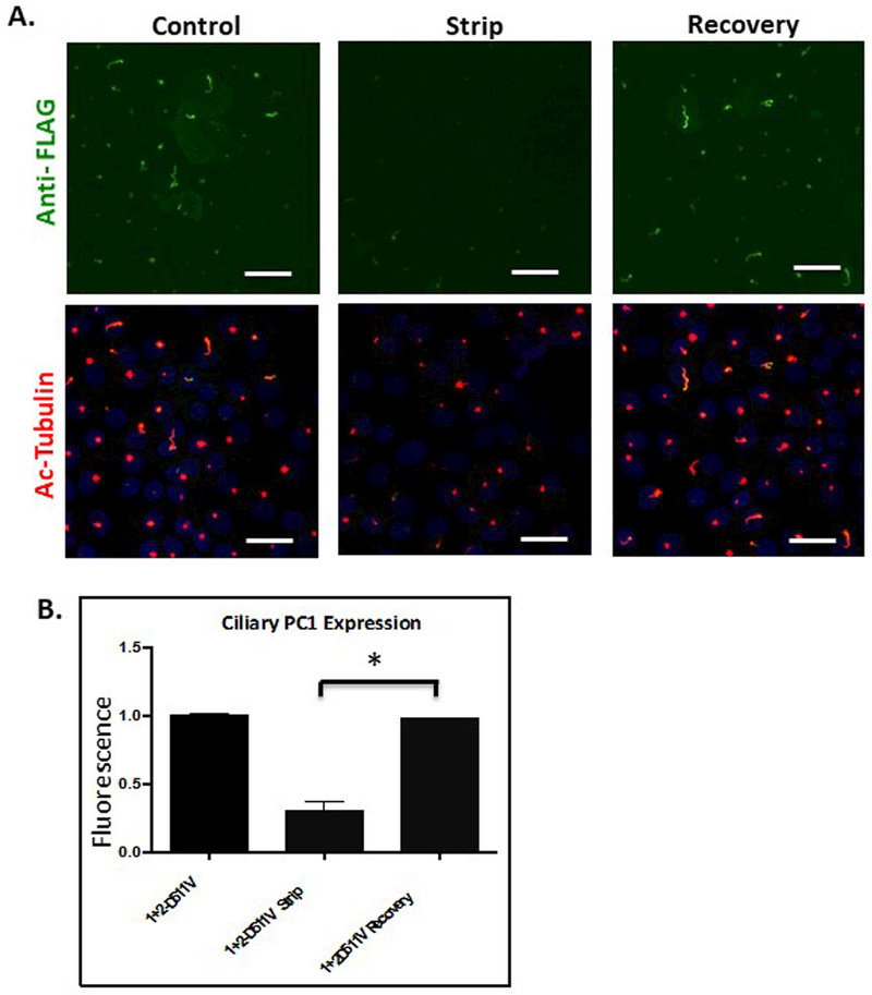 Figure 5: