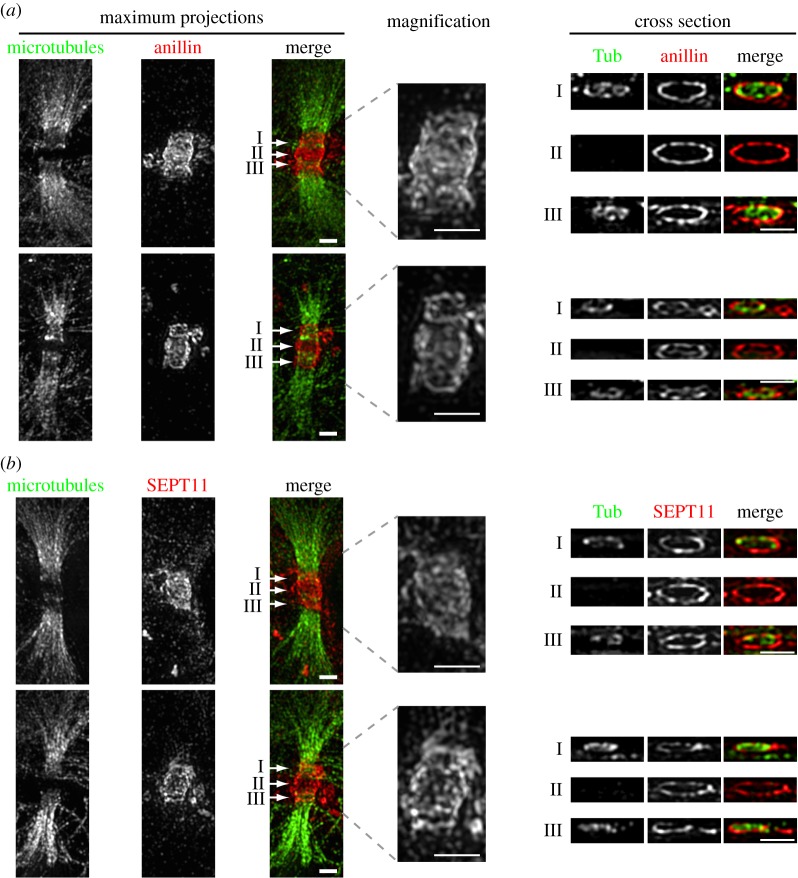 Figure 4.