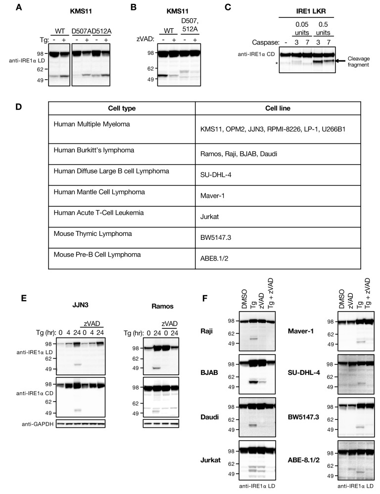 Figure 1—figure supplement 1.