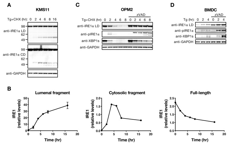 Figure 2—figure supplement 1.