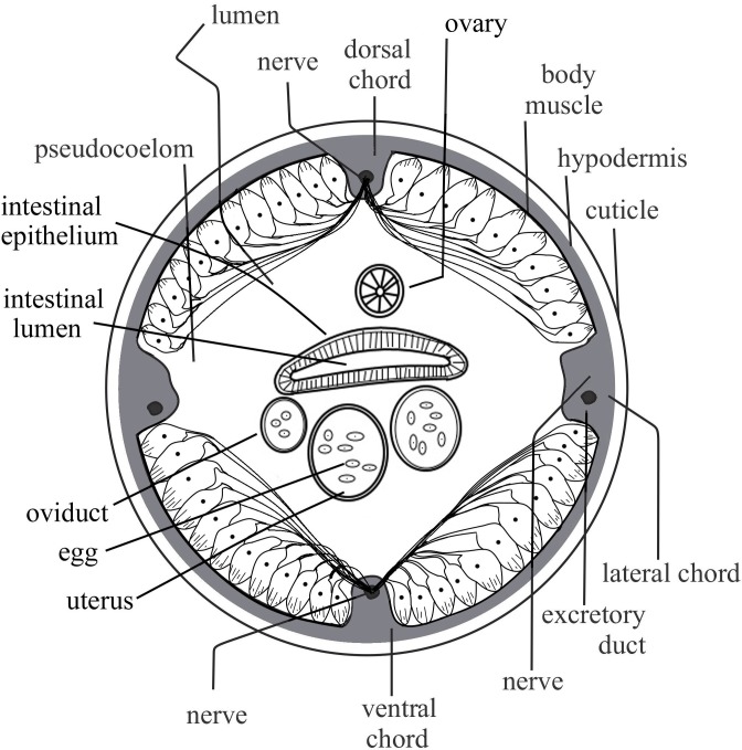 Fig 6