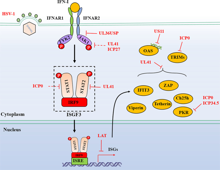 FIG 3