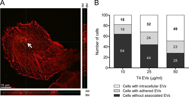 FIG 2 