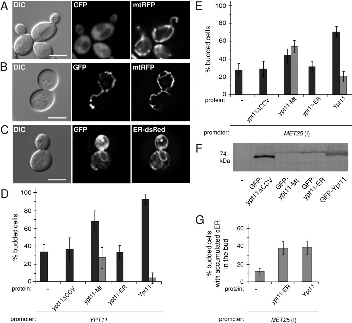 FIGURE 3: