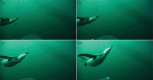 A sequence of frames (a–d) lasting 0.16 s shows a chinstrap penguin catching an individual krill from a small swarm.