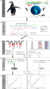 Workflow from data acquisition to model output.