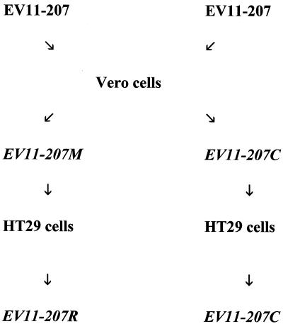 FIG. 1.