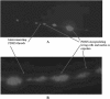 Fig. 9