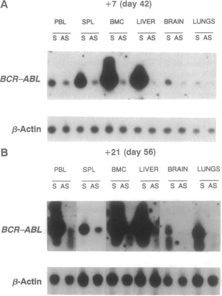 graphic file with name pnas01132-0413-a.jpg