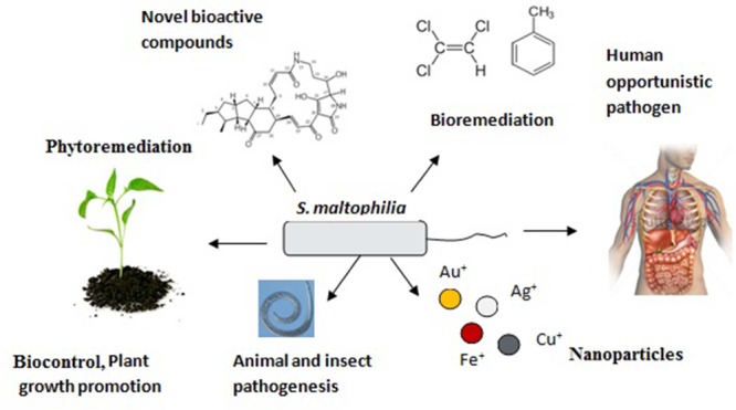 FIGURE 2