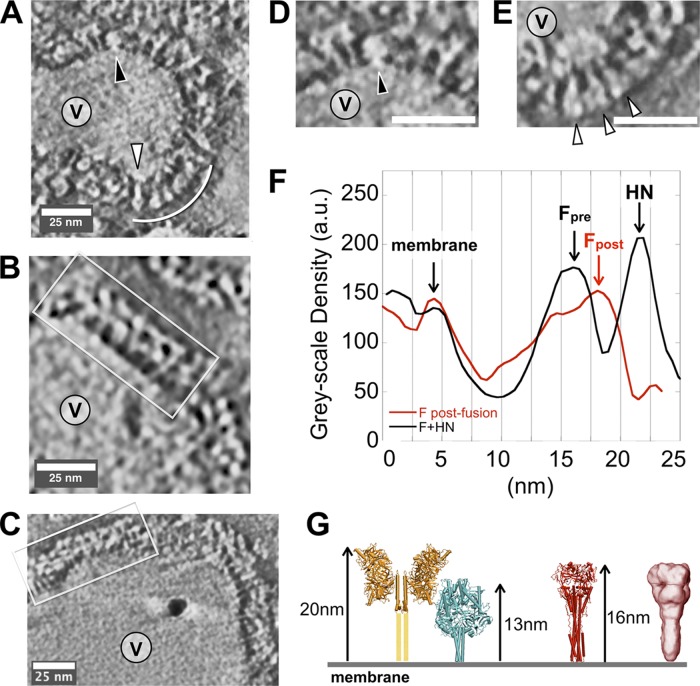 Fig 6