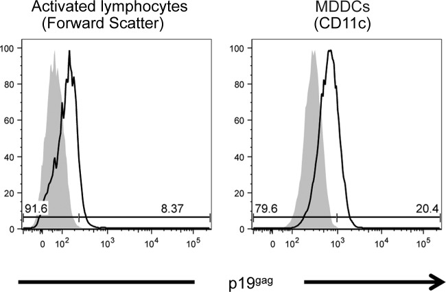 FIG 2