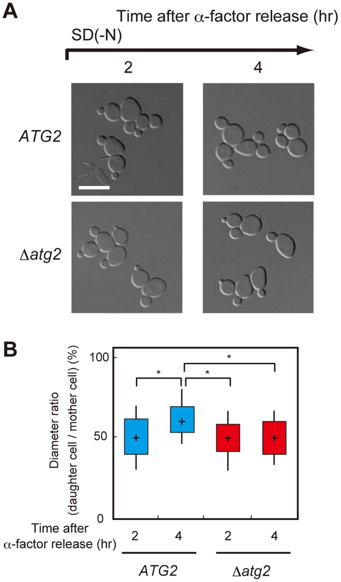 Figure 5