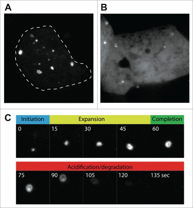 Figure 3.