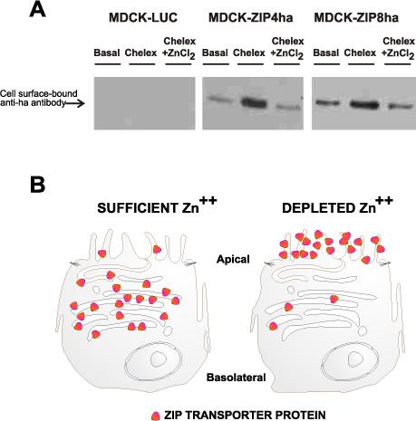 FIG. 4