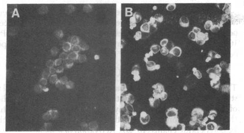 graphic file with name pnas00002-0375-a.jpg