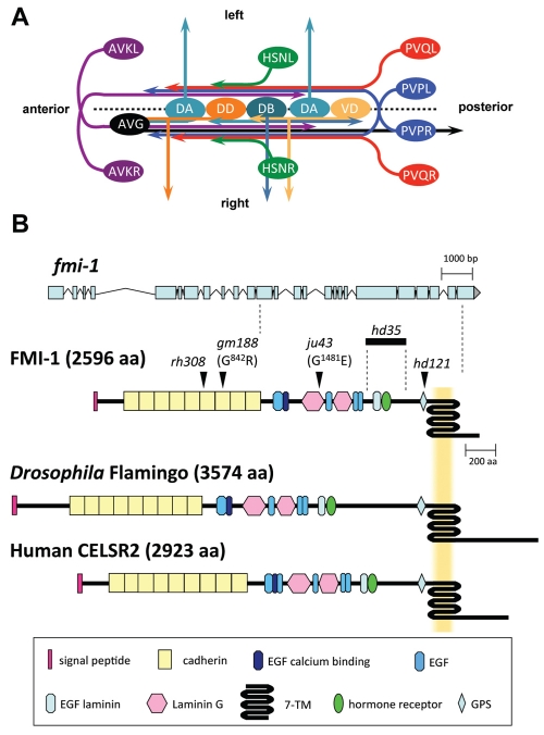 Fig. 1.