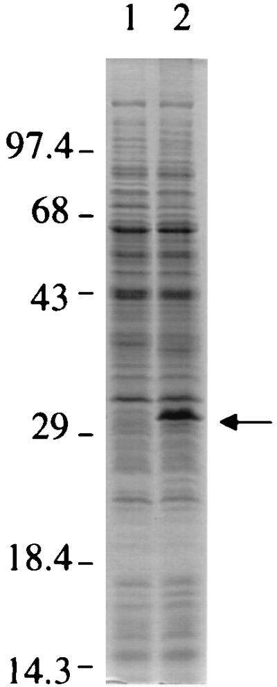 FIG. 8